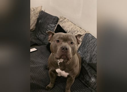 ❤️ American Bully Hündin „Ivy“ sucht ihr Für-immer-Zuhause ❤️