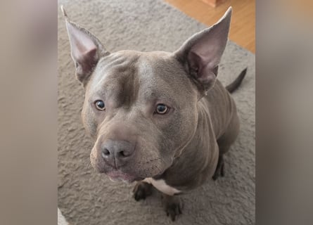 ❤️ American Bully Hündin „Ivy“ sucht ihr Für-immer-Zuhause ❤️