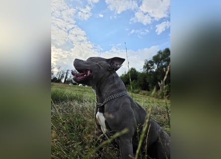 ❤️ American Bully Hündin „Ivy“ sucht ihr Für-immer-Zuhause ❤️