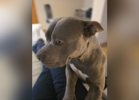 ❤️ American Bully Hündin „Ivy“ sucht ihr Für-immer-Zuhause ❤️