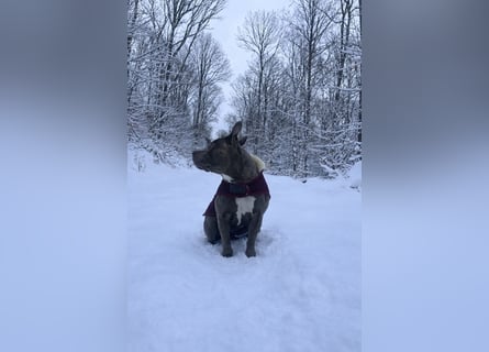 ❤️ American Bully Hündin „Ivy“ sucht ihr Für-immer-Zuhause ❤️