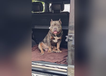 American Bully Classic Blue Tri – ABKC registrierter Deckrüde