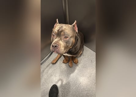 American Bully Classic Blue Tri – ABKC registrierter Deckrüde