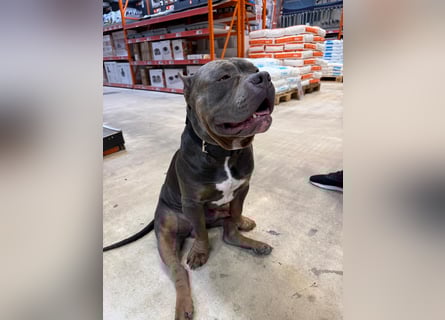 American Bully Classic Blue Tri – ABKC registrierter Deckrüde