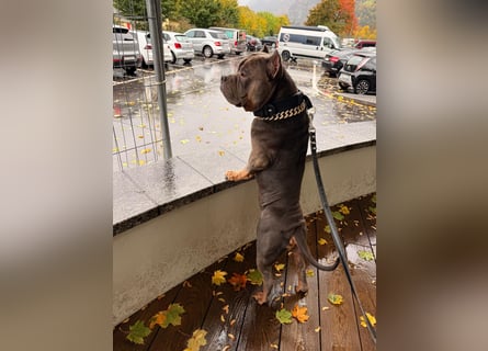 American Bully Classic Blue Tri – ABKC registrierter Deckrüde