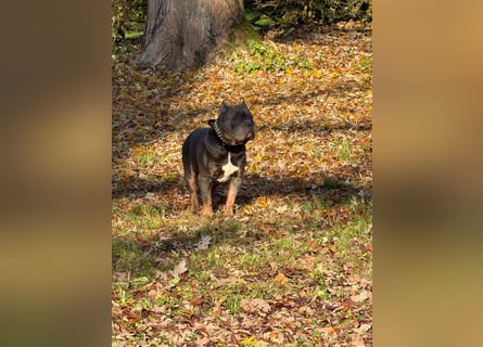 American Bully Classic Blue Tri – ABKC registrierter Deckrüde