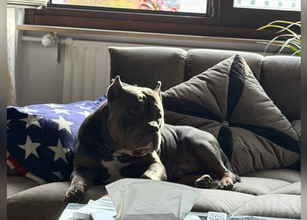 American Bully Classic Blue Tri – ABKC registrierter Deckrüde