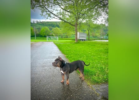 American Bully Classic Blue Tri – ABKC registrierter Deckrüde