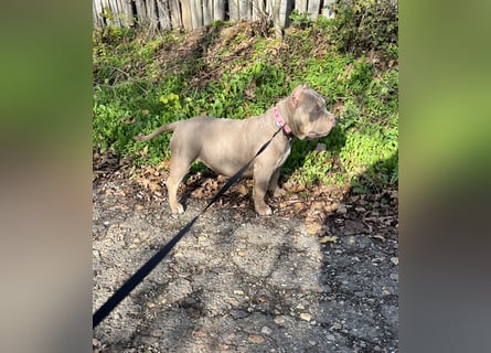 American Bully – Top quality puppies