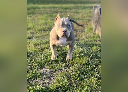 American Bully – Top quality puppies