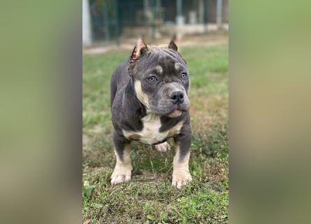 American Bully – Top quality puppies