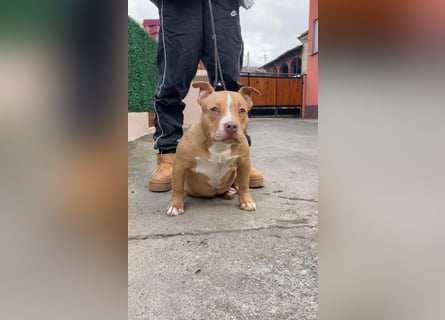 American Bully – Top quality puppies