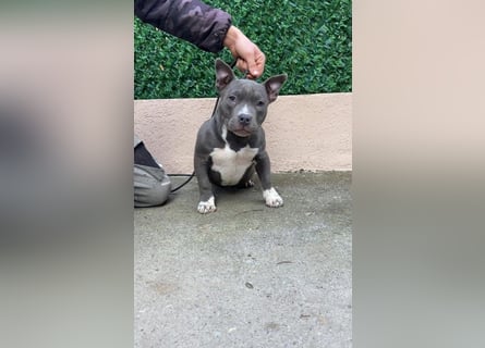American Bully – Top quality puppies