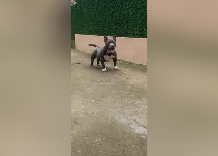 American Bully – Top quality puppies