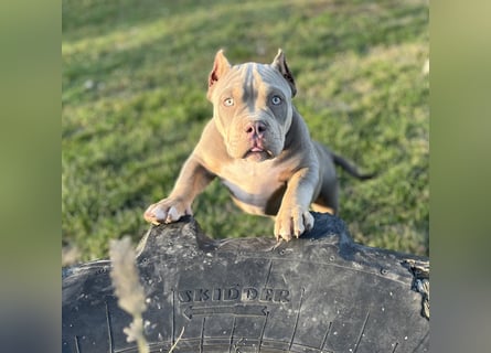 American Bully – Top quality puppies