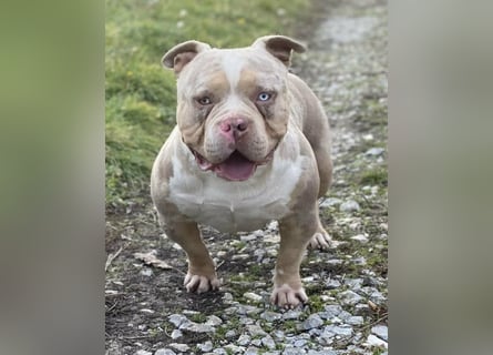 American Bully – Top quality puppies