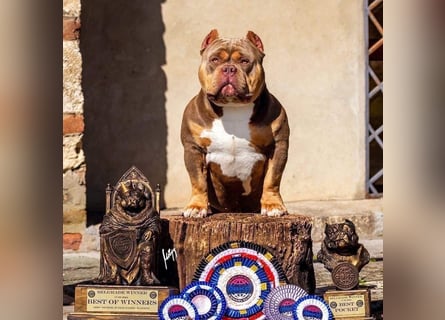 American Bully – Top quality puppies