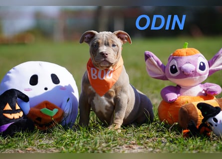 Gesunde Reinrassige American Bully Pocket Welpen