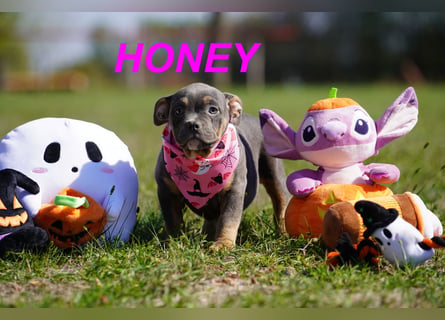 Gesunde Reinrassige American Bully Pocket Welpen