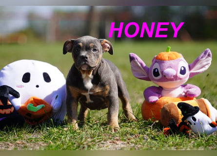 Gesunde Reinrassige American Bully Pocket Welpen