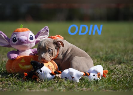 Gesunde Reinrassige American Bully Pocket Welpen