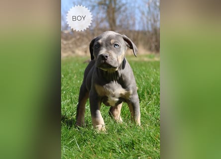 American Bully XL mit ABKC Papieren