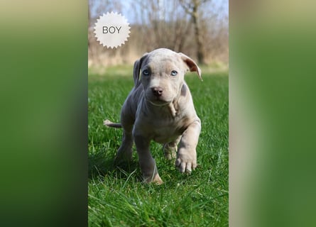 American Bully XL mit ABKC Papieren