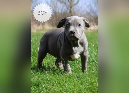 American Bully XL mit ABKC Papieren