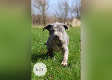 American Bully XL mit ABKC Papieren