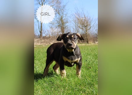 American Bully XL mit ABKC Papieren