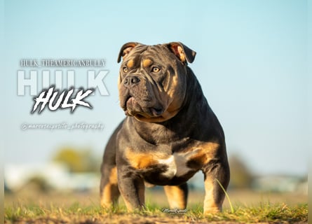 Deckrüde American Bully  HULK  ABKC