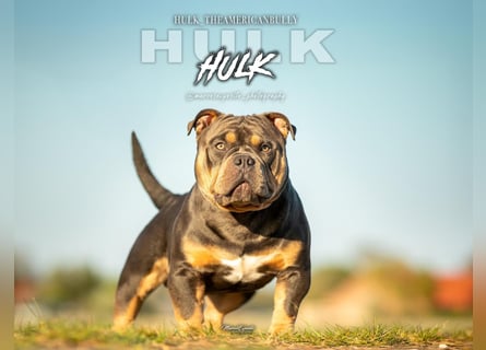 Deckrüde American Bully  HULK  ABKC