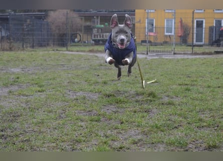 Schweren Herzens suchen wir ein neues Zuhause für unsere geliebte Hündin.