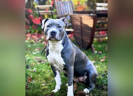 Schweren Herzens suchen wir ein neues Zuhause für unsere geliebte Hündin.