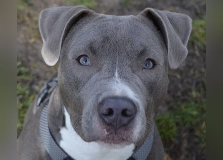 Schweren Herzens suchen wir ein neues Zuhause für unsere geliebte Hündin.