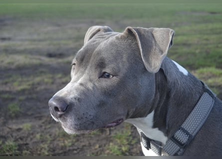 Schweren Herzens suchen wir ein neues Zuhause für unsere geliebte Hündin.