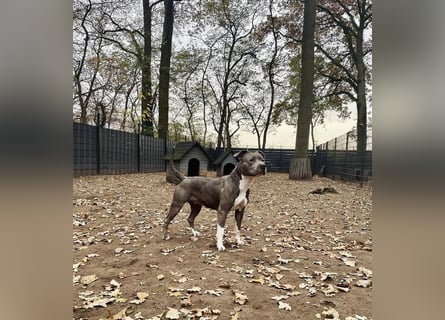 Schweren Herzens suchen wir ein neues Zuhause für unsere geliebte Hündin.
