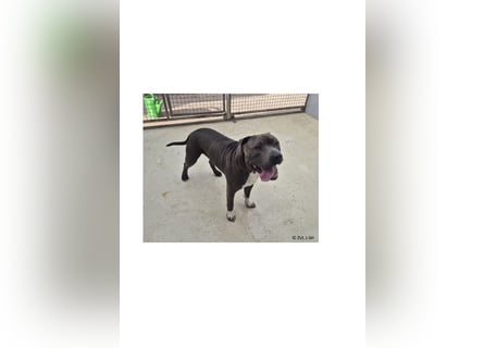 Bulut sucht ein neues Zuhause