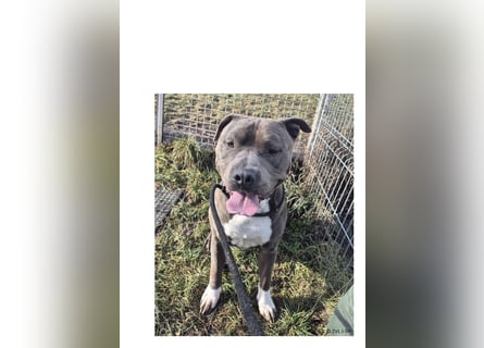 Bulut sucht ein neues Zuhause