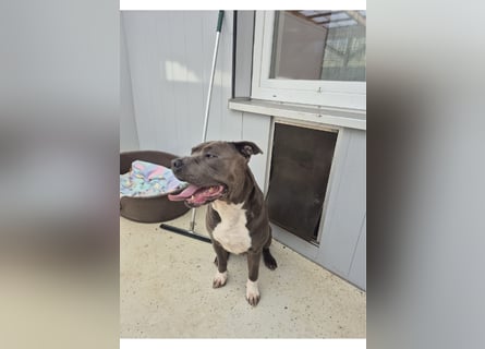 Bulut sucht ein neues Zuhause