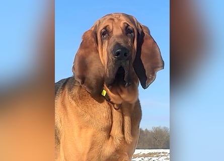 Bloodhound