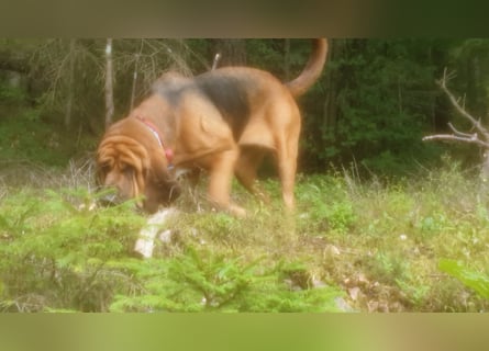 Bloodhound