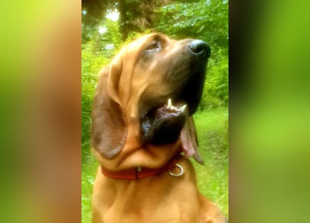 Bloodhound