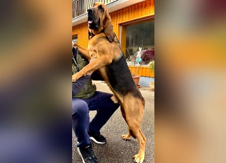 Bloodhound