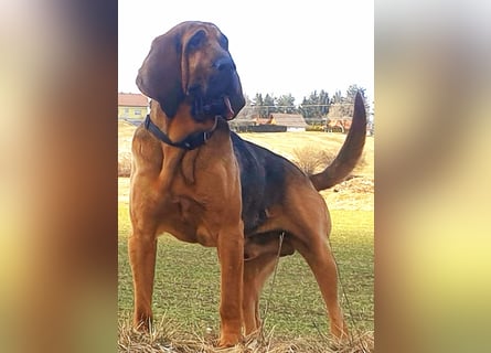 Bloodhound