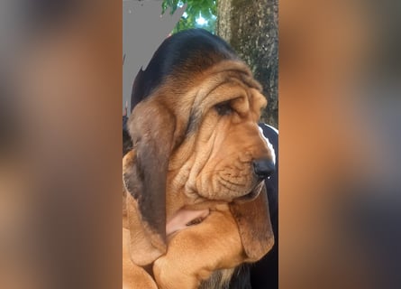 Bloodhound