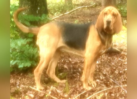 Bloodhound