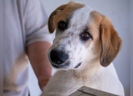 Romeo sucht nun in Deutschland sein Glück