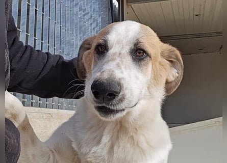 Romeo sucht nun in Deutschland sein Glück