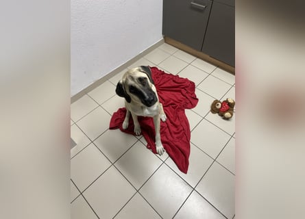 Luna Maus sucht ein herzliches Zuhause